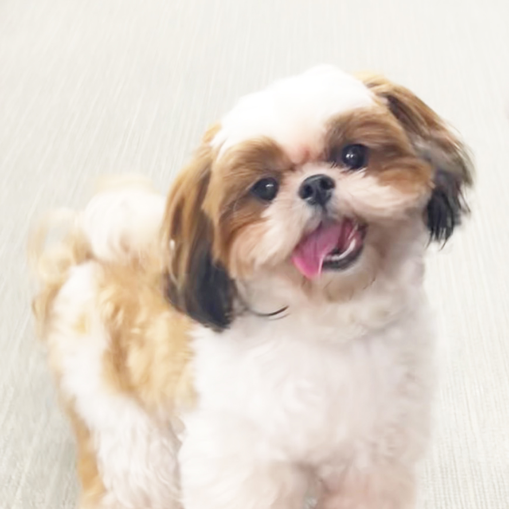 生徒が送ってくれたモデル犬の写真☆